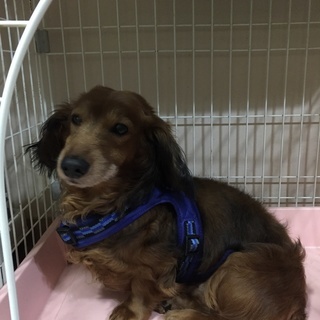 11歳ダックス雄