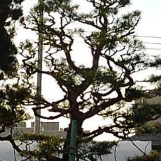 地元で評判の植木屋‼️ - リフォーム