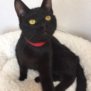 ６カ月 肩乗り猫？　人が大好き黒猫♀ジョナちゃん