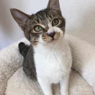 ６カ月 膝乗り猫　甘えさせてくれるママ募集♂ヌナくん