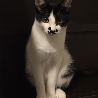 ８カ月 ちょびヒゲが個性的　猫が大好き♂ペッパーくん