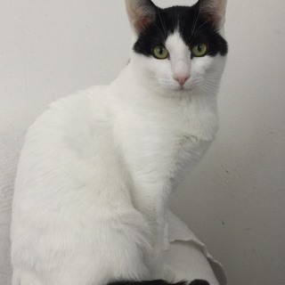 ８カ月 シャイなツンデレ　猫が大好き♀チリちゃん