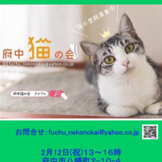 ８カ月 シャイなツンデレ　猫が大好き♀チリちゃん - 里親募集