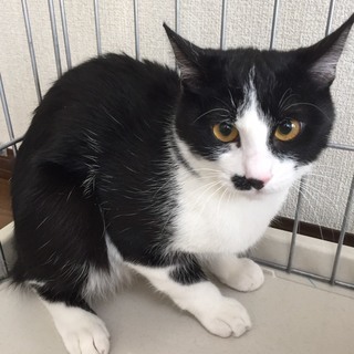 約8カ月 まだまだビビり　なでなで大好き♂カン太くん