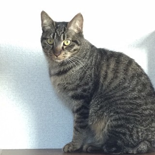約8カ月 超ビビり　おもちゃ大好き♂ガッツくん