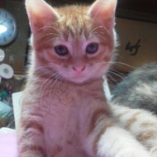 子猫の里親さん募集