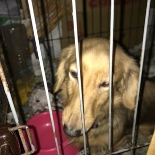再募集里親さん募集中です