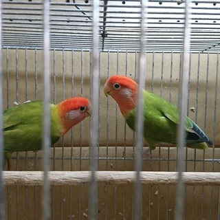 コザクラインコのペア
