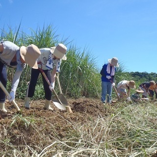 石垣島白保村で村づくり！NPO職員募集！の画像