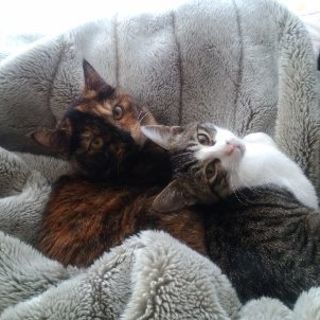 元気な子猫です - 飯田市