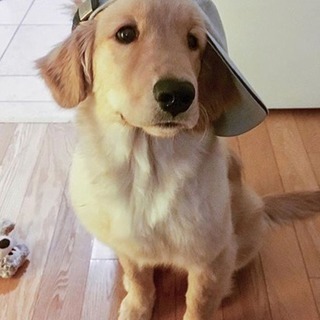 渋谷 犬カフェ