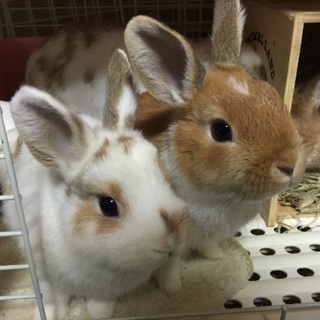ウサギさん、お譲りします！２匹【募集終了】