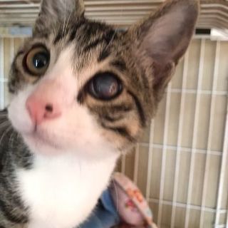 人間大好き！猫とも仲よし