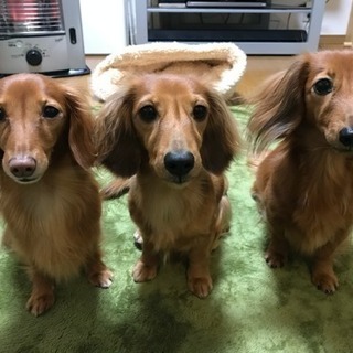 ダックスの会