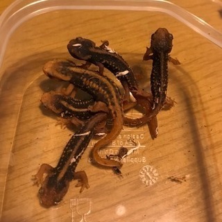 爬虫類、両生類、小動物好きな方(*^ω^*) - 友達