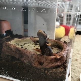 爬虫類、両生類、小動物好きな方(*^ω^*) - 川口市