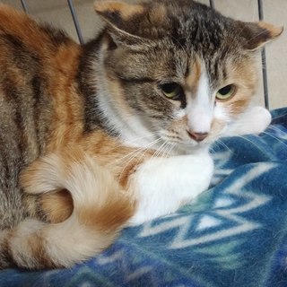 【里親決定】ふさふさ尻尾の三毛猫、ふさ子ちゃん　６～１２ヶ月