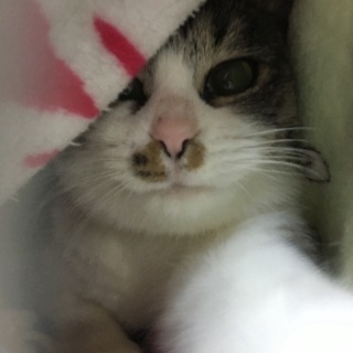 大人しい美猫さん