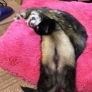 フェレット好きな方、情報交換しませんか(*^_^*)