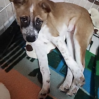 食いしん坊で元気いっぱい、5カ月子犬”あきちゃん”の家族募集！！