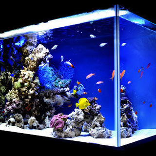 創業20年以上の信頼と実績・業界唯一の全国展開 観賞魚水槽レンタル・メンテナンス - 品川区