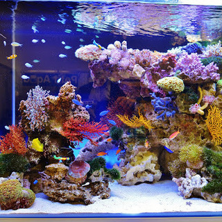 創業20年以上の信頼と実績・業界唯一の全国展開 観賞魚水槽レンタル・メンテナンス - 地元のお店