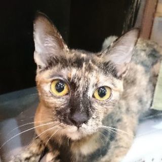 大和高田市 猫カフェSHANA - ペット