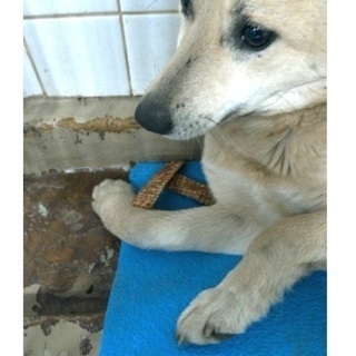 捕獲檻に入って保健所収容！右前足骨折している野犬の女の子が助けを...
