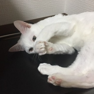 白猫ちゃんの里親さん募集中