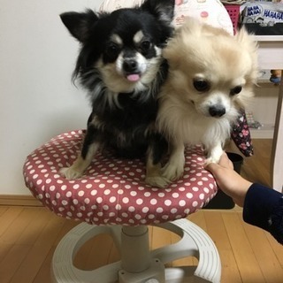 2匹一緒に飼って頂ける方を探しています。