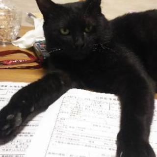 7.5㎏の大物！！とっても甘えん坊な黒猫君