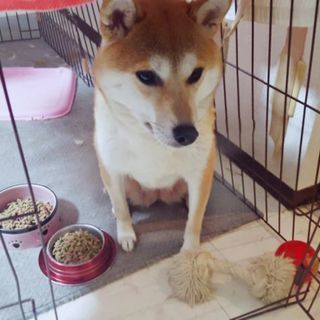 女の子の柴犬3歳の里親を募集してます。