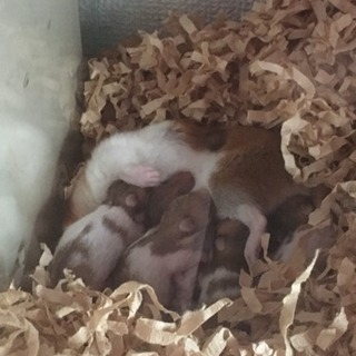 ゴールデンハムスター里親決まりました