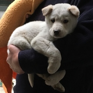 《一旦募集を中止させていただきます》ミックス？の捨て犬くん 子犬 里親になってくださいの画像