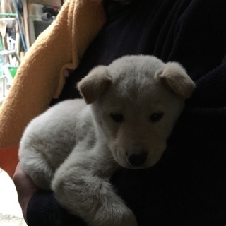 《一旦募集を中止させていただきます》ミックス？の捨て犬くん 子犬 里親になってください - 犬