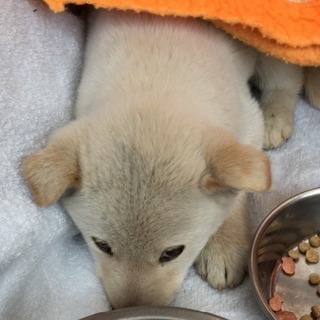 《一旦募集を中止させていただきます》ミックス？の捨て犬くん 子犬 里親になってください - 福山市