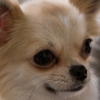 犬服・犬グッズ・ペット用カート専門　買取しています。