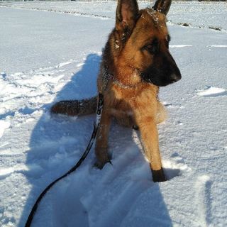 愛犬が幸せになって欲しい。