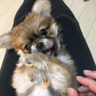 犬友&パピー友達募集🐶