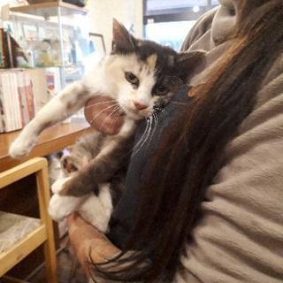 １才未満の薄い色合いの三毛猫の女の子です