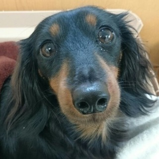 4歳ミニチュアダックスフント引退犬