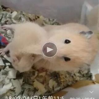 ハムスター🐹１月１８日生まれ❗