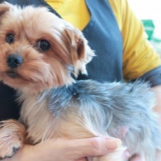 【引退犬 】ヨークシャーテリア メスの里親様募集致します