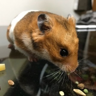 ゴールデンハムスター