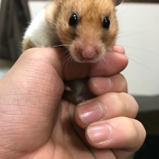 ゴールデンハムスター4匹