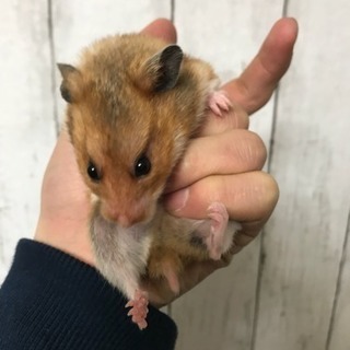 ゴールデンハムスター4匹 - その他
