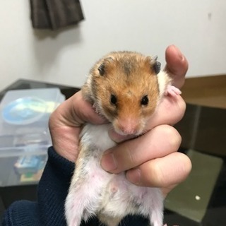 ゴールデンハムスター4匹 − 福岡県