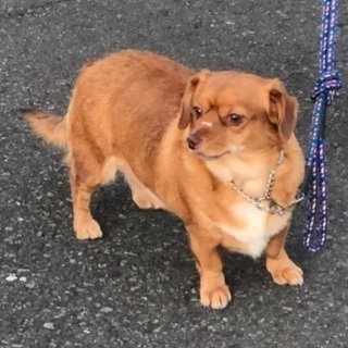 【緊急 里親募集】 ミックス犬(チワックス)3歳オス