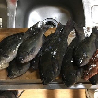 釣り友募集 四国4県の方 2018 − 香川県