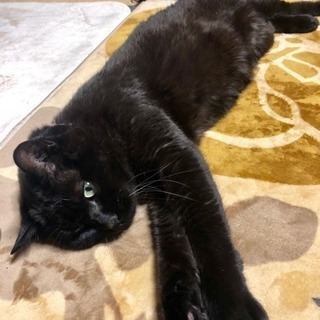 黒猫 オス(去勢済み)